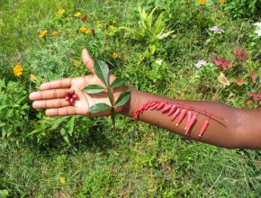 Foto: Blätter, Blüten und Früchte des Bitterholzes auf einer Hand und Unterarm ausgebreitet