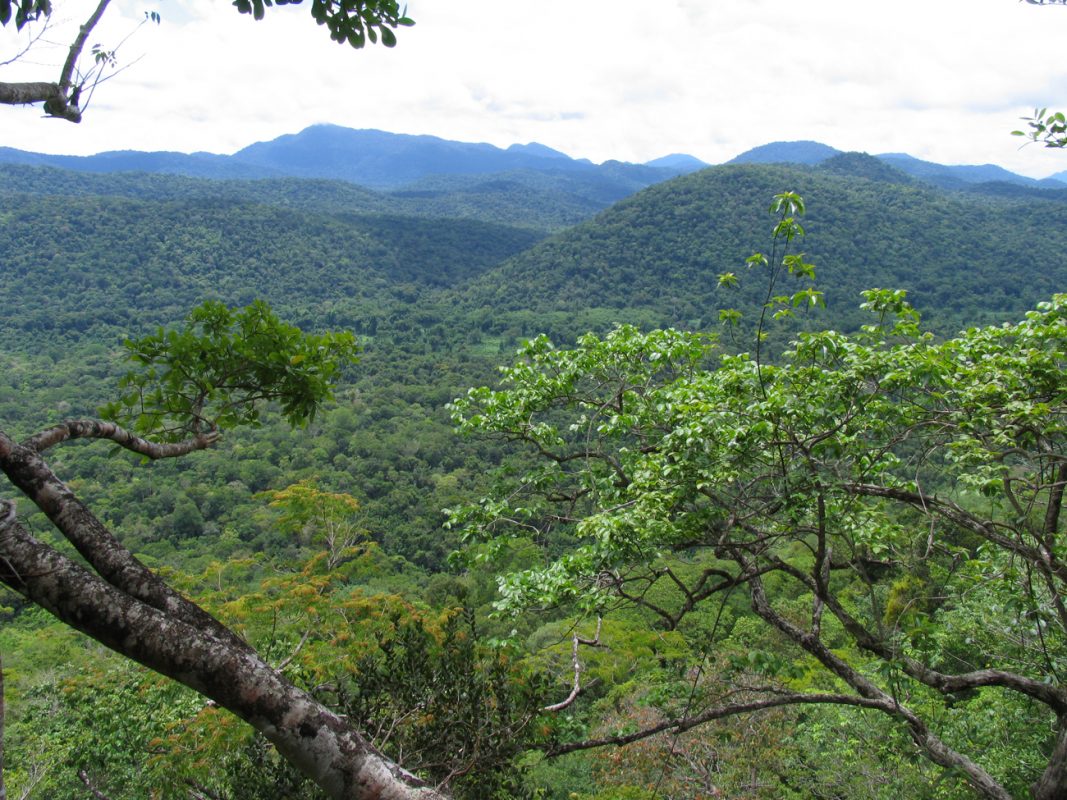 Foto: Blick in die Landschaft des Regenwalds