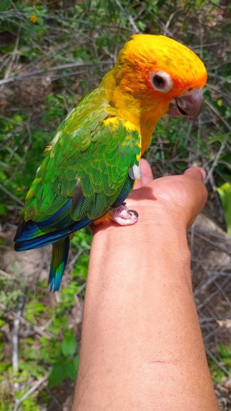 Dieser übermütige Nestling konnte es nicht erwarten und fel aus dem Nest.